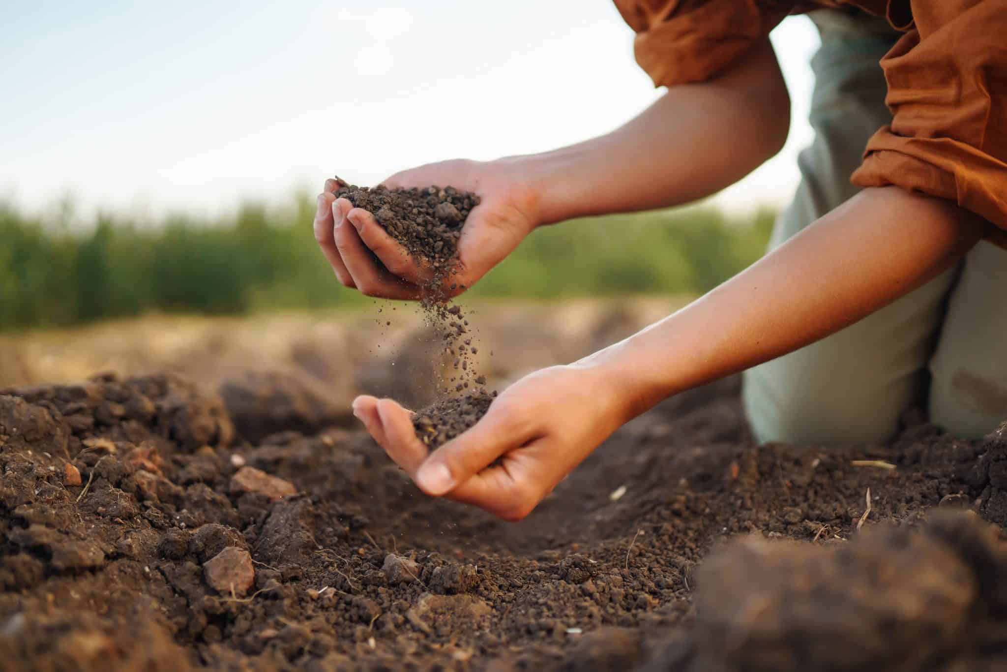 Female expert in a field collecting soil in their hands